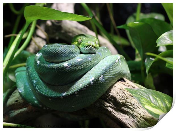 green snake on branch in jungle Print by goce risteski