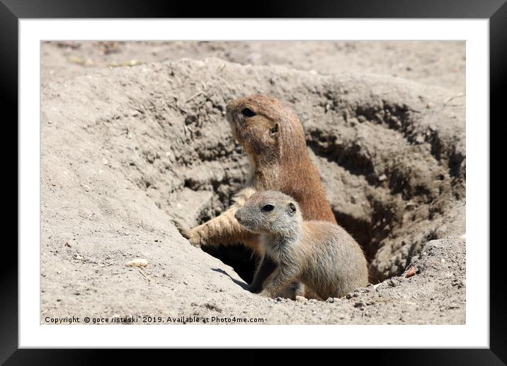 prairie dogs watching from hole Framed Mounted Print by goce risteski