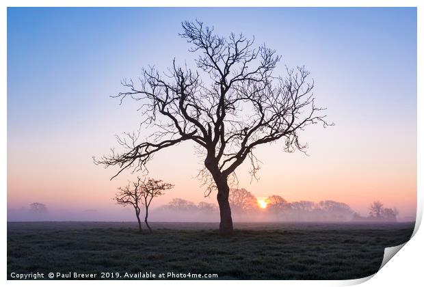 Tree in winter Print by Paul Brewer