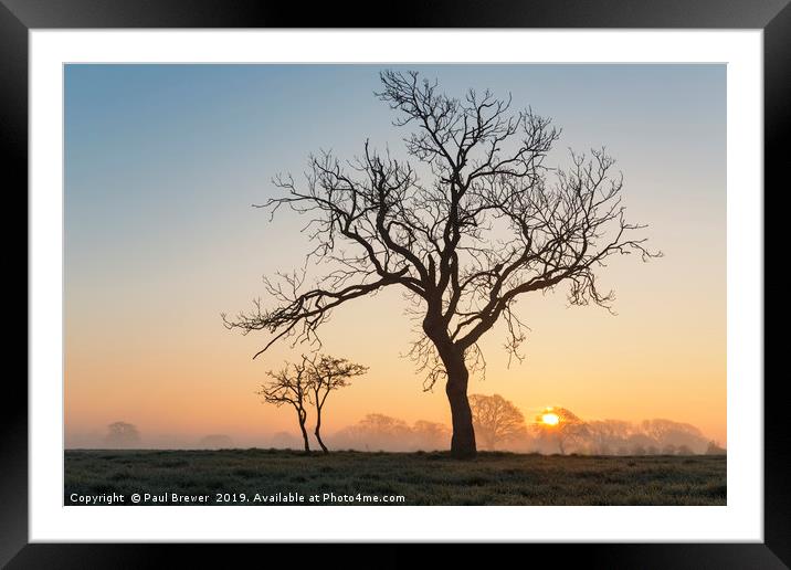 Tree in winter at Sunrise Framed Mounted Print by Paul Brewer