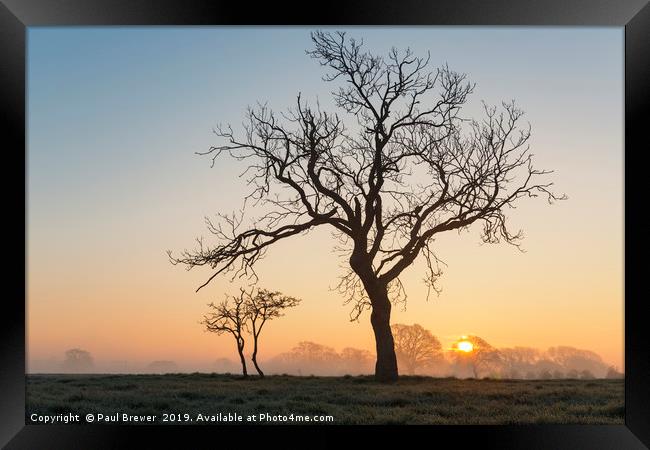 Tree in winter at Sunrise Framed Print by Paul Brewer