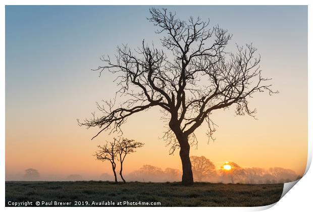 Tree in winter at Sunrise Print by Paul Brewer