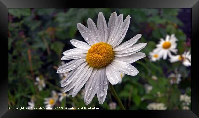 The Big Daisy Framed Print by Ross McNeillie