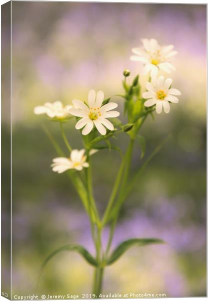 Springtime Beauty Canvas Print by Jeremy Sage