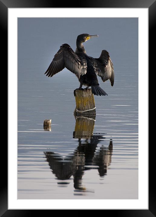 Cormorant Framed Mounted Print by Brian Beckett