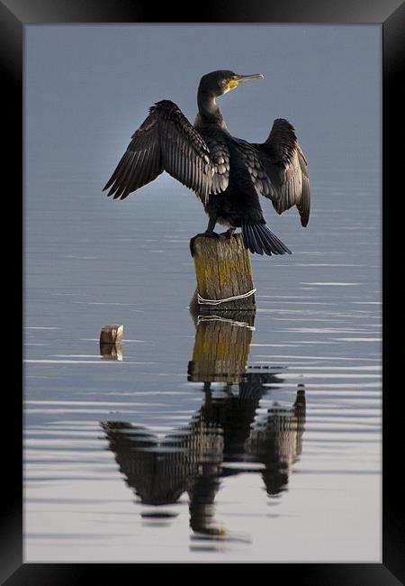 Cormorant Framed Print by Brian Beckett