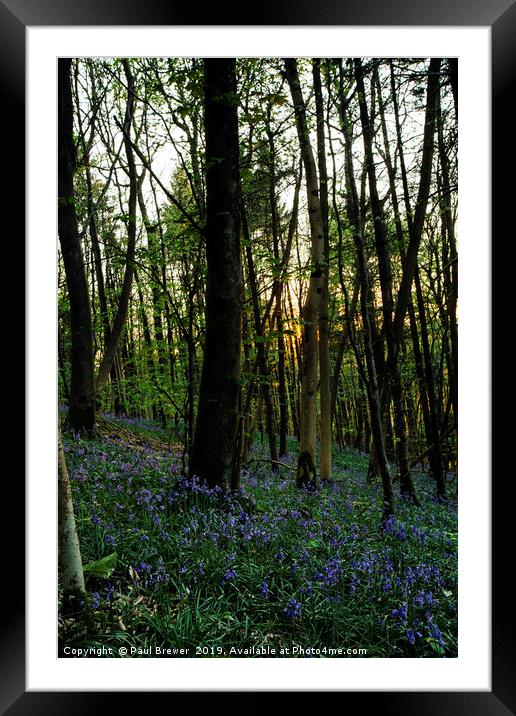 Bluebells at Milton Abbas Woods Framed Mounted Print by Paul Brewer