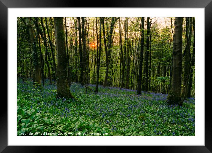 Sunset with Bluebells at Milton Abbas Woods Framed Mounted Print by Paul Brewer