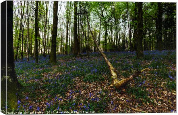 Bluebells at Milton Abbas Woods Canvas Print by Paul Brewer