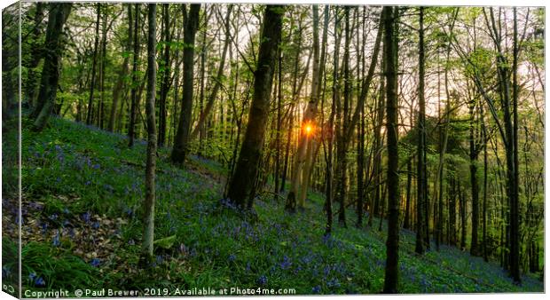 Bluebells at Milton Abbas Woods Canvas Print by Paul Brewer