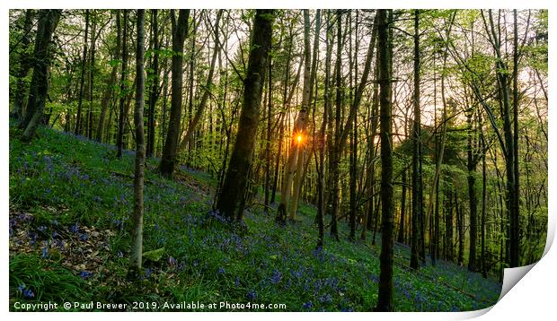 Bluebells at Milton Abbas Woods Print by Paul Brewer