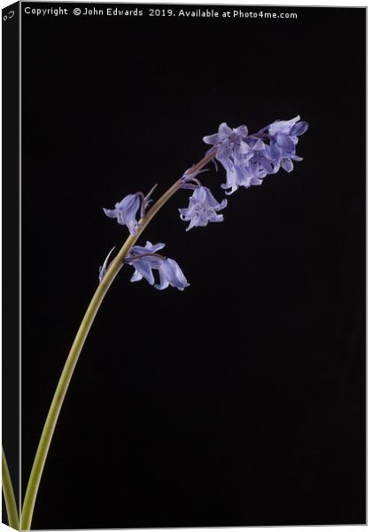 Hyacinthoides hispanica Canvas Print by John Edwards