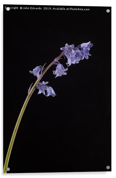 Hyacinthoides hispanica Acrylic by John Edwards