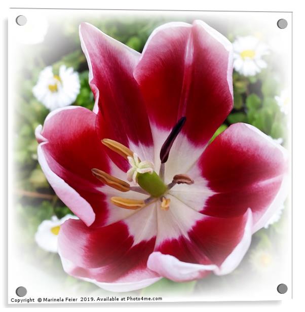 bright red tulip Acrylic by Marinela Feier