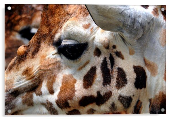 African Giraffe Amelopardalis Giraffa Acrylic by Andy Evans Photos