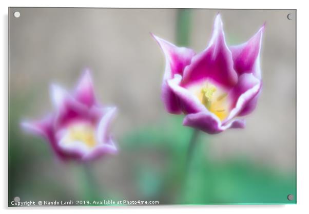 Two-toned Tulips Acrylic by DiFigiano Photography
