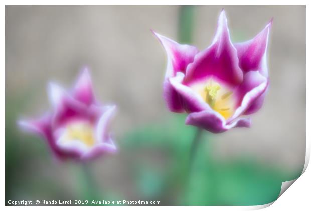 Two-toned Tulips Print by DiFigiano Photography