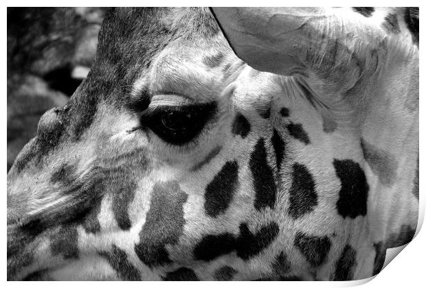 African Giraffe Amelopardalis Giraffa Print by Andy Evans Photos
