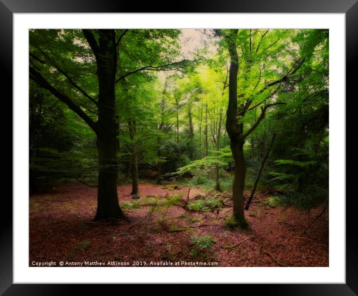 Woodland Forest Framed Mounted Print by Antony Atkinson