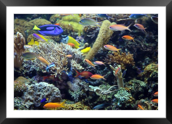 tropical fish swimming on coral reef Framed Mounted Print by goce risteski