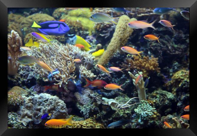 tropical fish swimming on coral reef Framed Print by goce risteski