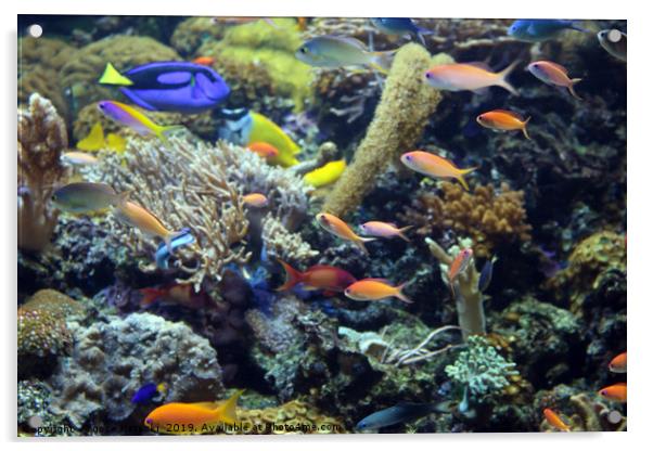 tropical fish swimming on coral reef Acrylic by goce risteski