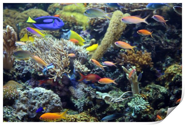 tropical fish swimming on coral reef Print by goce risteski
