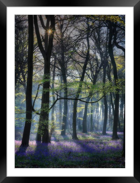 Morning Bluebells Framed Mounted Print by Ceri Jones