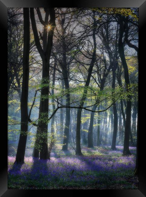 Morning Bluebells Framed Print by Ceri Jones