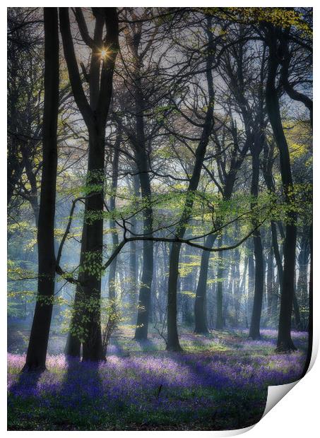 Morning Bluebells Print by Ceri Jones