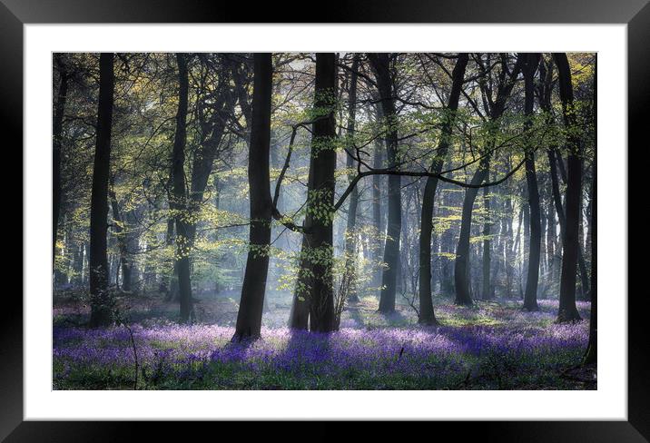 Spring Woodlands Framed Mounted Print by Ceri Jones