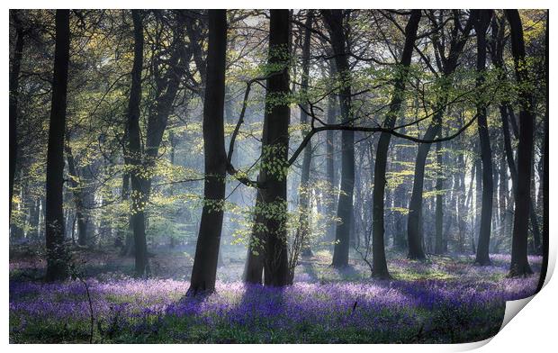 Spring Woodlands Print by Ceri Jones