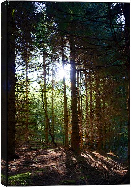 Magic Of The Woods Canvas Print by Brian Beckett