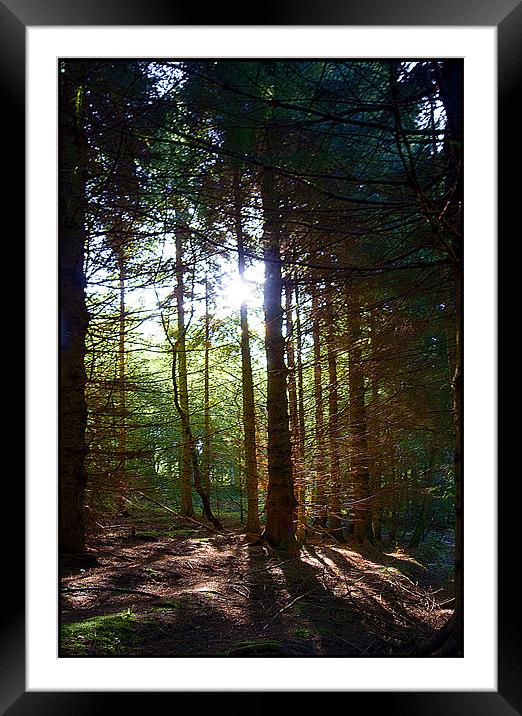 Magic Of The Woods Framed Mounted Print by Brian Beckett