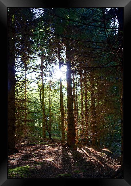 Magic Of The Woods Framed Print by Brian Beckett