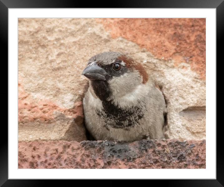 Peek a boo house sparrow Framed Mounted Print by Jonathan Thirkell