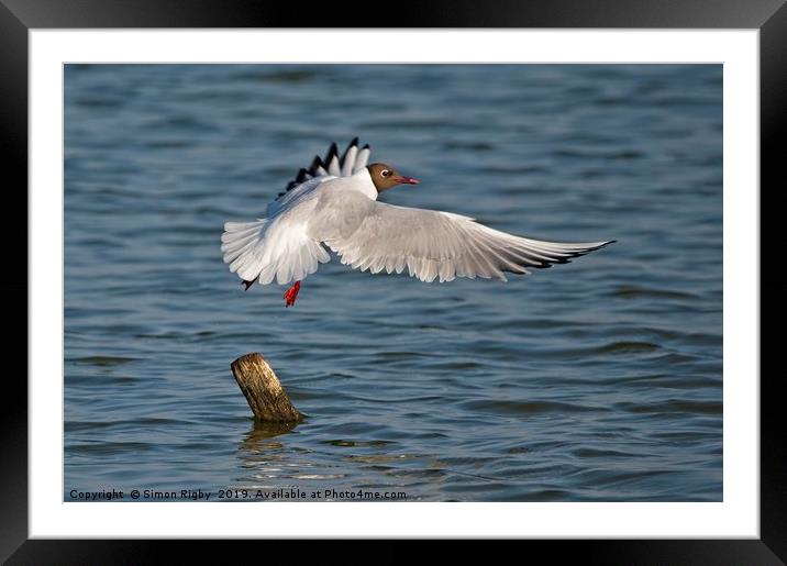 Black Headed Gull Taking Off Framed Mounted Print by Simon Rigby