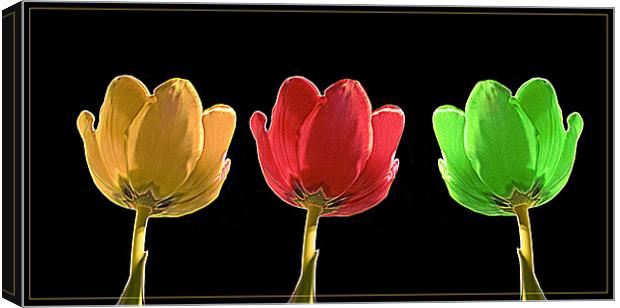 Tulips Canvas Print by Brian Beckett