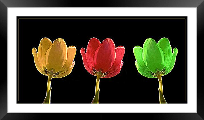Tulips Framed Mounted Print by Brian Beckett