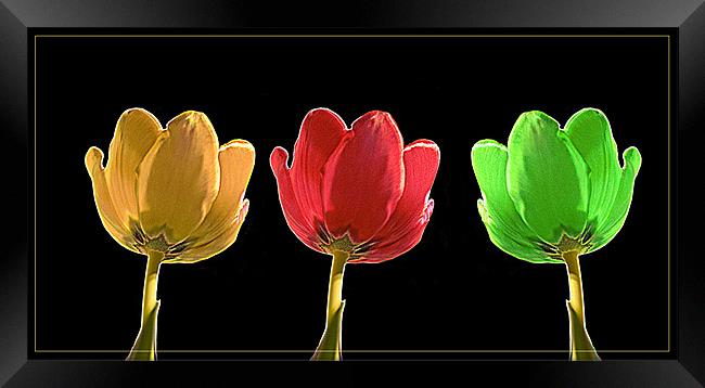 Tulips Framed Print by Brian Beckett