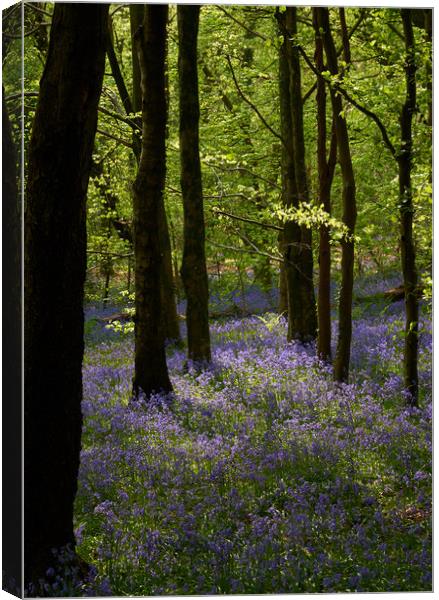 Welsh Spring Canvas Print by Richard Downs