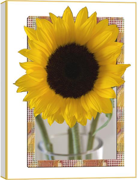 Sunflower Picture Canvas Print by Brian Beckett
