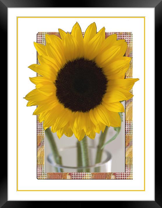 Sunflower Picture Framed Mounted Print by Brian Beckett