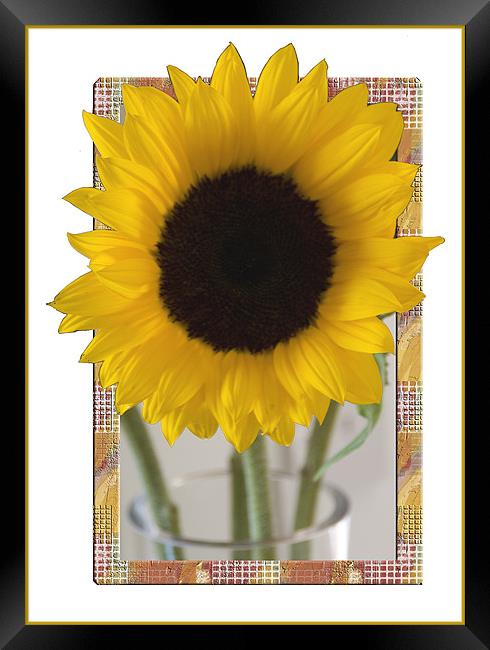 Sunflower Picture Framed Print by Brian Beckett