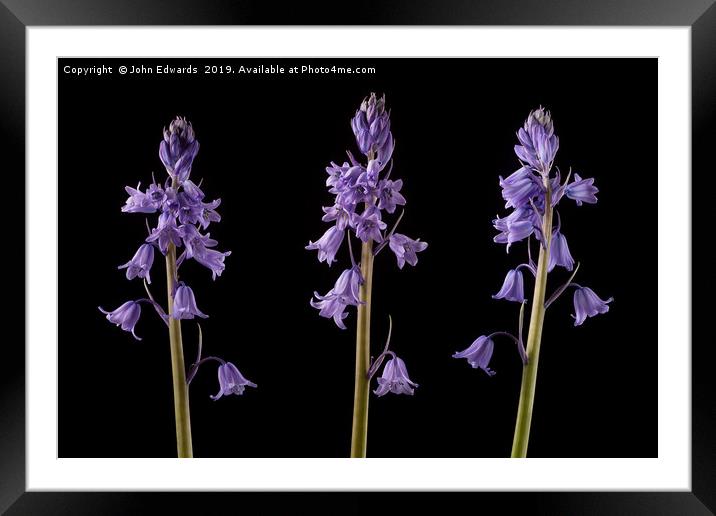 Bluebell Trio Framed Mounted Print by John Edwards