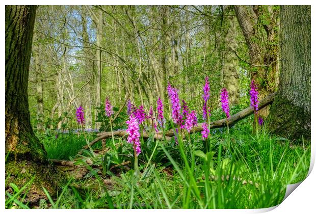Early Purple Orchids Print by Diana Mower