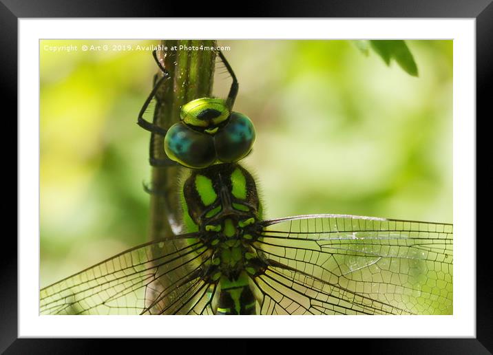Southern Hawker Framed Mounted Print by Art G