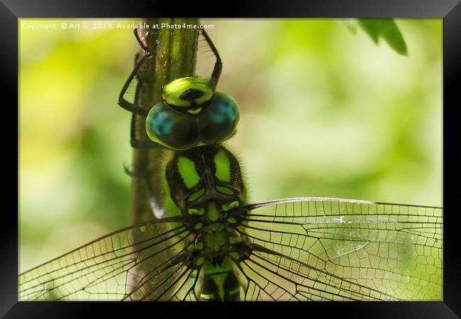 Southern Hawker Framed Print by Art G