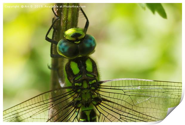 Southern Hawker Print by Art G