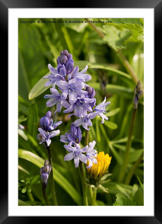 English Wildflowers - Bluebells Framed Mounted Print by Jim Jones